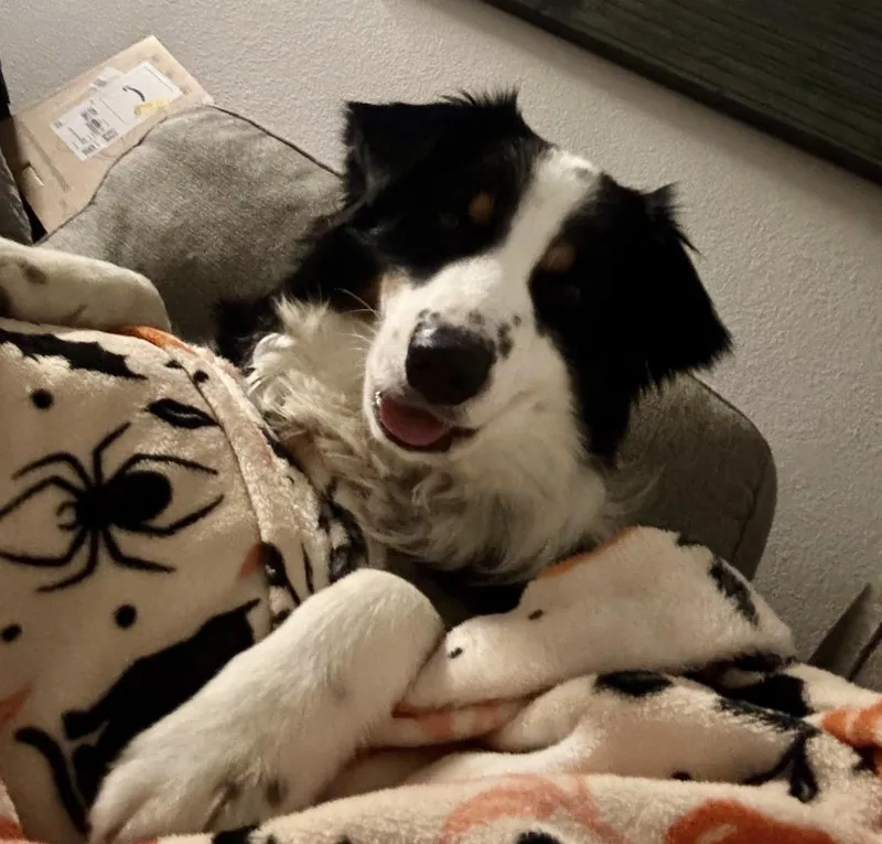 Ricochetgoosejax thumbnail 5