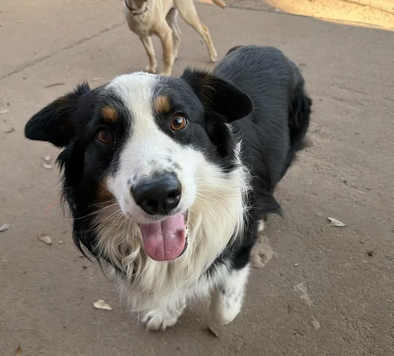 Ricochetgoosejax thumbnail 6