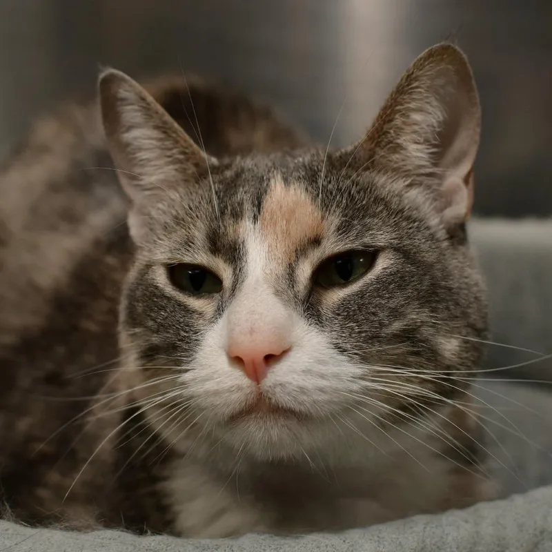 An adult medium-sized female Calico Domestic Short Hair cat named Phasma for adoption in Ottawa, KS