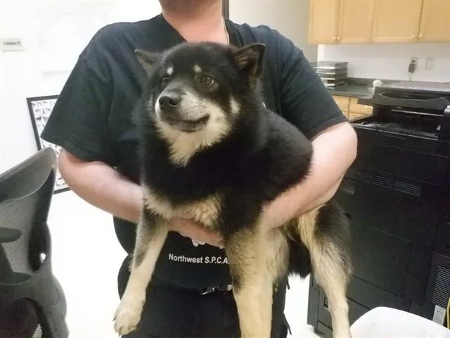 A young small-sized male Pomeranian dog named Chunk for adoption in Oroville, CA