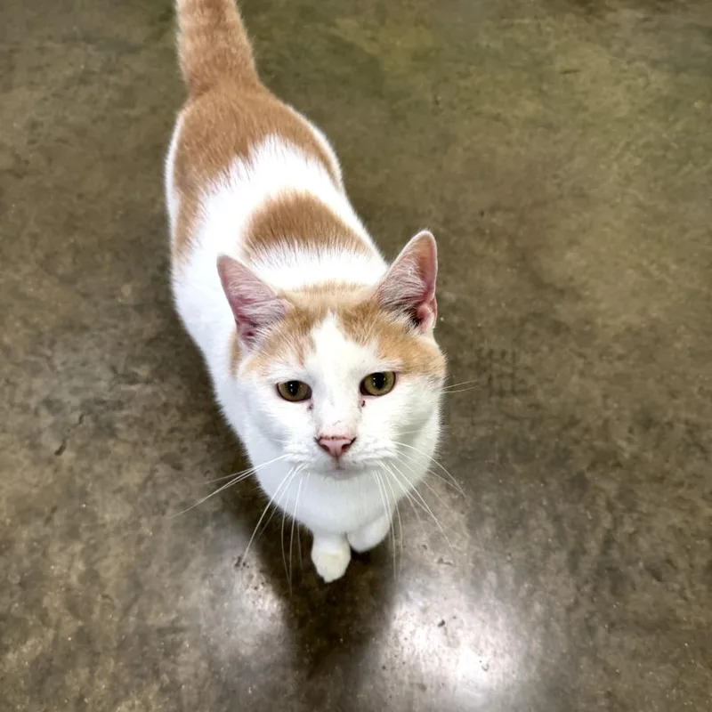 An adult small-sized male White Domestic Short Hair cat named Eddie for adoption in Jasper, IN