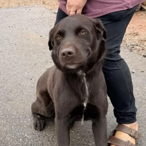 An adult large-sized male Brown / Chocolate Chocolate Labrador Retriever dog named Gunner for adoption in Columbia, SC