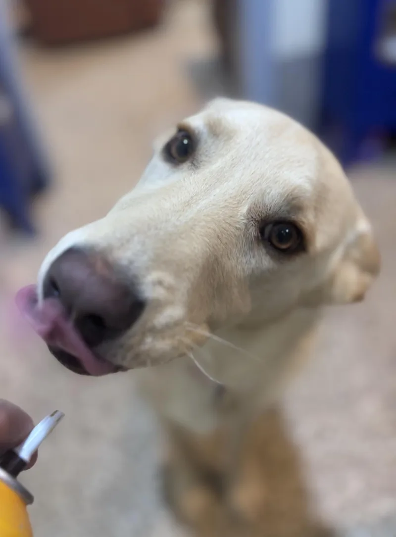 A young medium-sized female Husky dog named Ellie for adoption in Stagecoach, NV