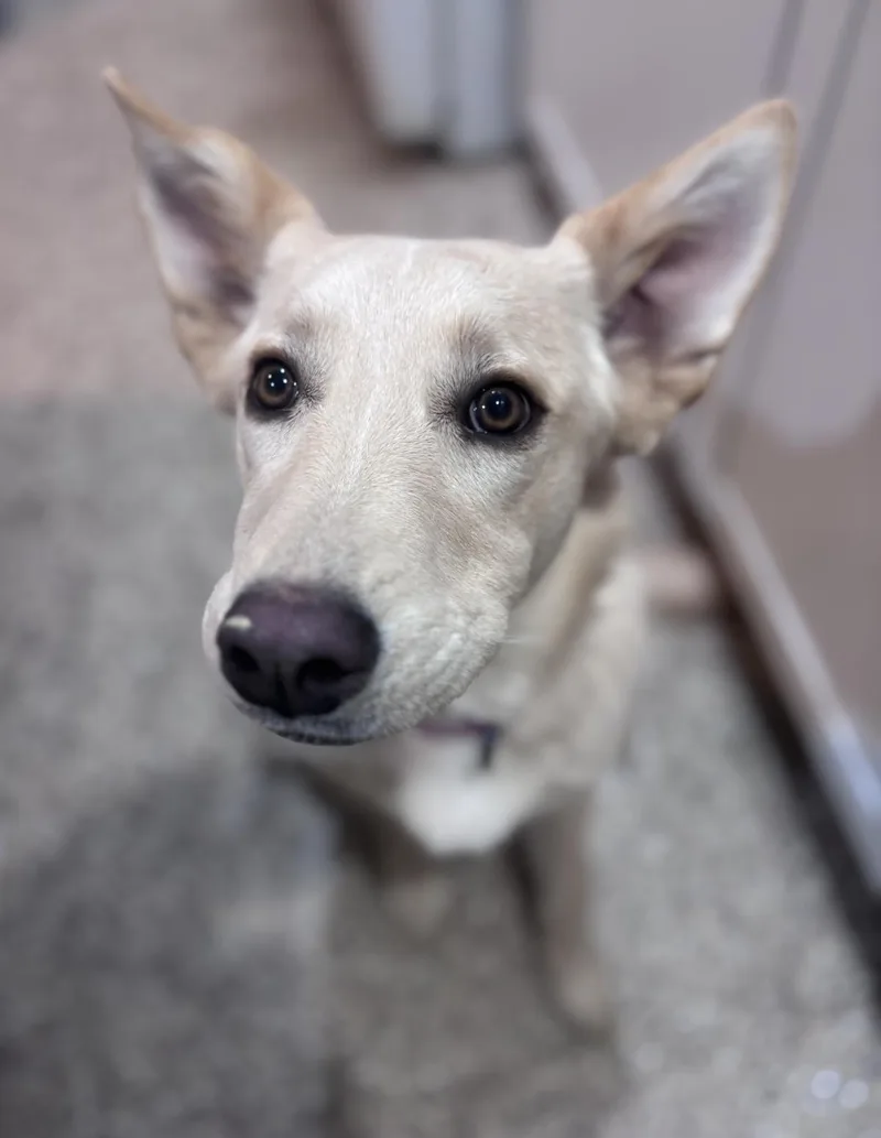 Ellie thumbnail 2