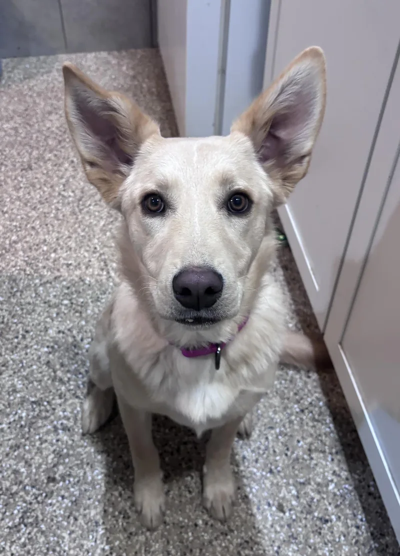 Ellie thumbnail 3
