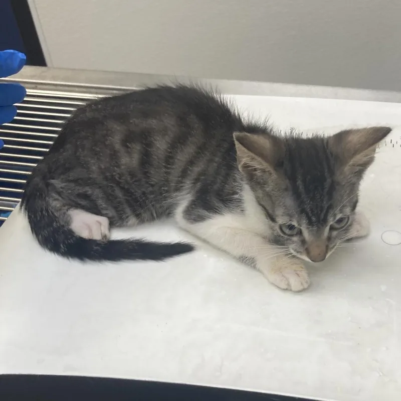 A baby small-sized male Brown / Chocolate Domestic Short Hair cat named Edmund for adoption in Galveston, TX