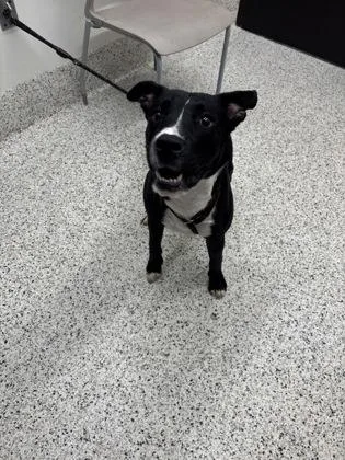 An adult medium-sized male Mixed Breed dog named Duke for adoption in Atlanta, GA
