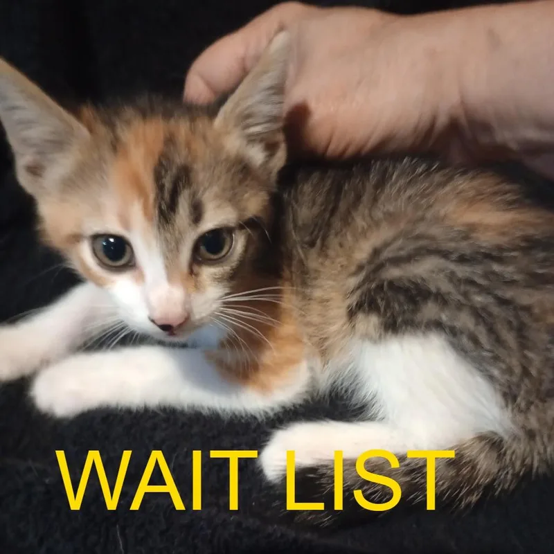 Laverna