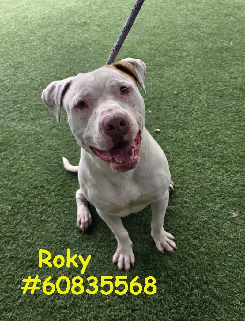 A young large-sized male White / Cream Pit Bull Terrier dog named Roky for adoption in Wilkes Barre, PA