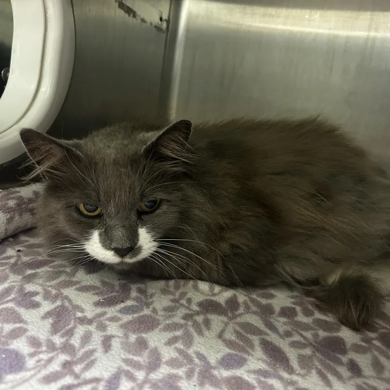 An adult large-sized female Gray / Blue / Silver Domestic Long Hair cat named Ada for adoption in Waukesha, WI
