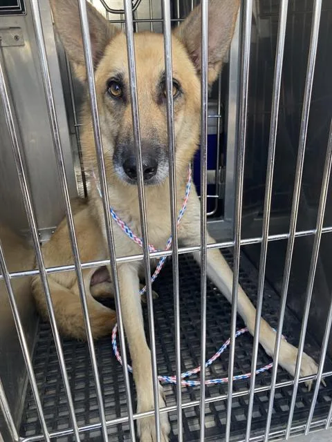 An adult large-sized female Mixed Breed dog named Katana for adoption in Dallas, TX