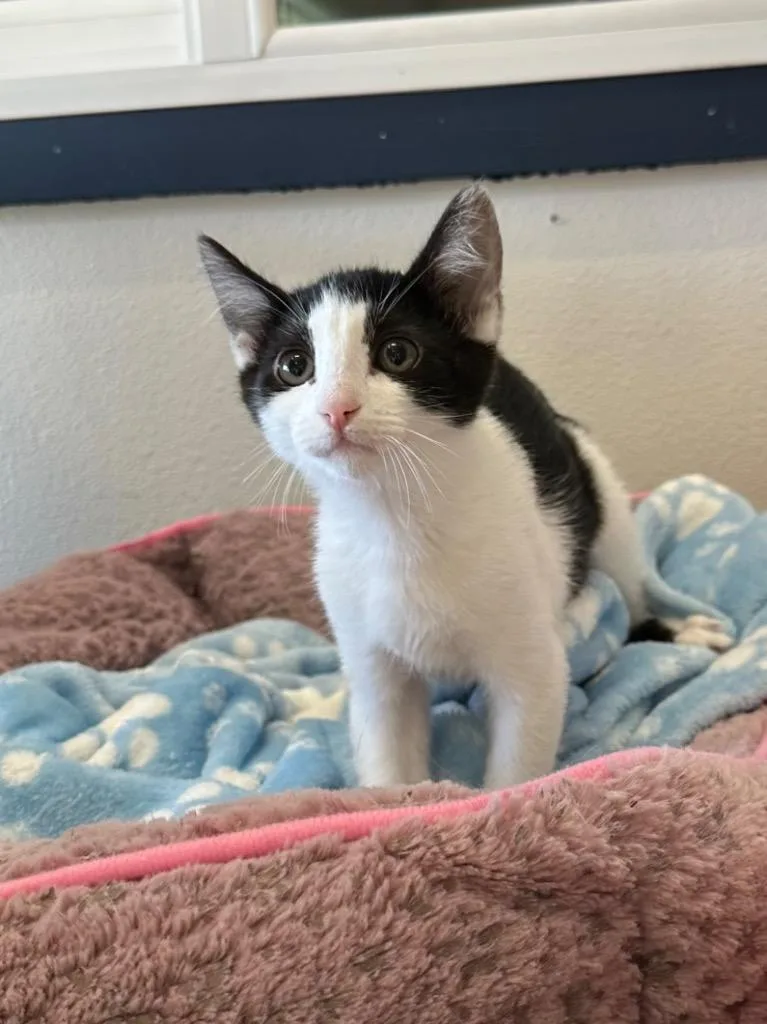 A baby small-sized female Domestic Short Hair cat named Pamela for adoption in Newberg, OR