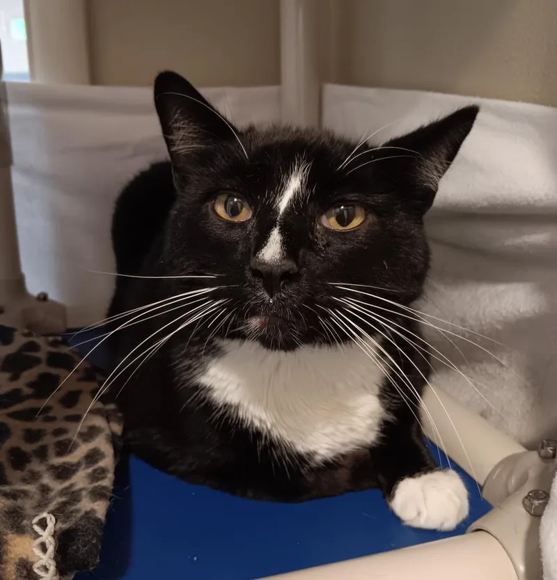 An adult large-sized male Black & White / Tuxedo Domestic Short Hair cat named Stinker for adoption in Challis, ID