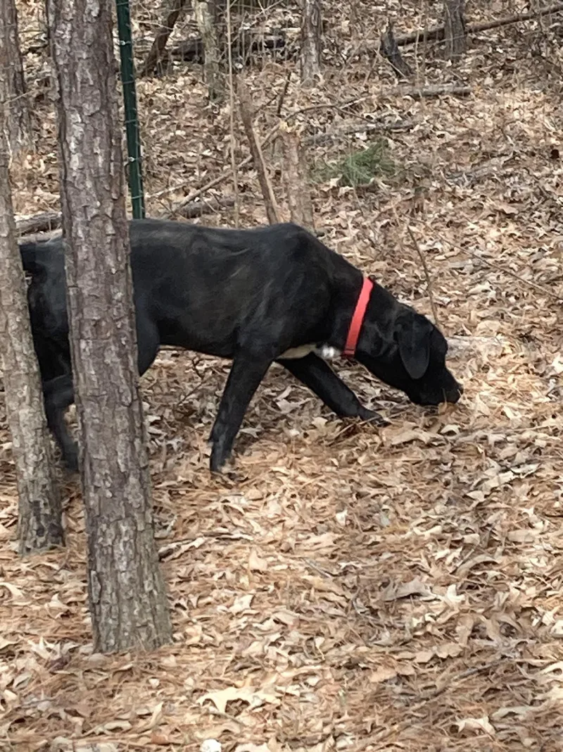 A young medium-sized male Black Labrador Retriever dog named Ozzy for adoption in Falmouth, ME