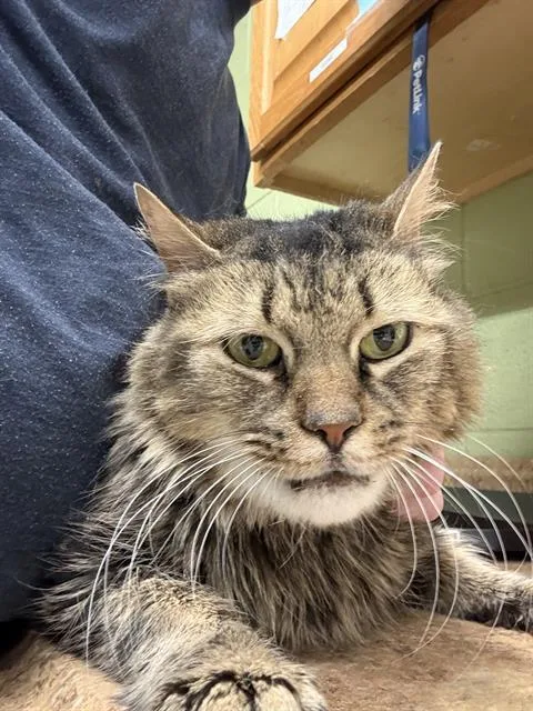 An adult small-sized female Domestic Long Hair cat named Spirit for adoption in Indianapolis, IN