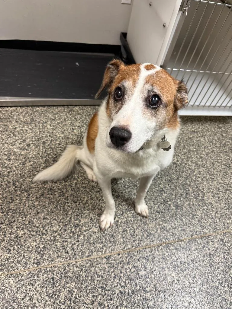 A senior large-sized male Mixed Breed dog named Pete for adoption in Columbia, TN
