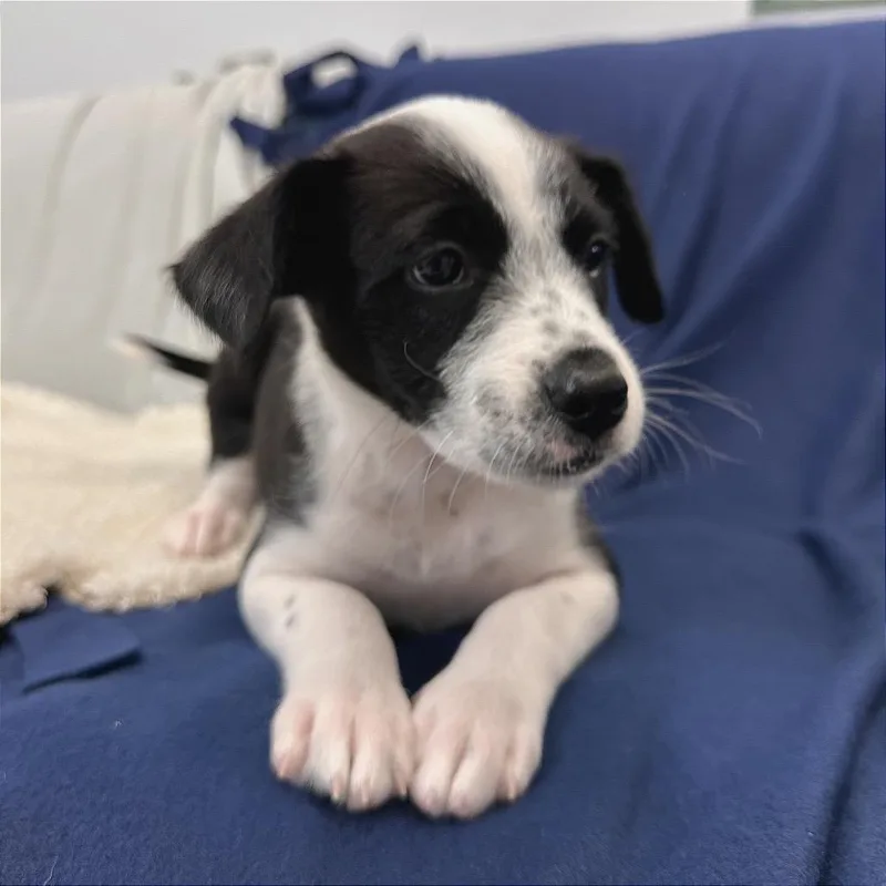 A baby small-sized female Black Mixed Breed dog named Deep Fried Oreos for adoption in Park City, UT