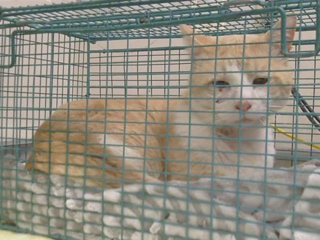 An adult large-sized male Domestic Short Hair cat named Cheeto for adoption in Sacramento, CA