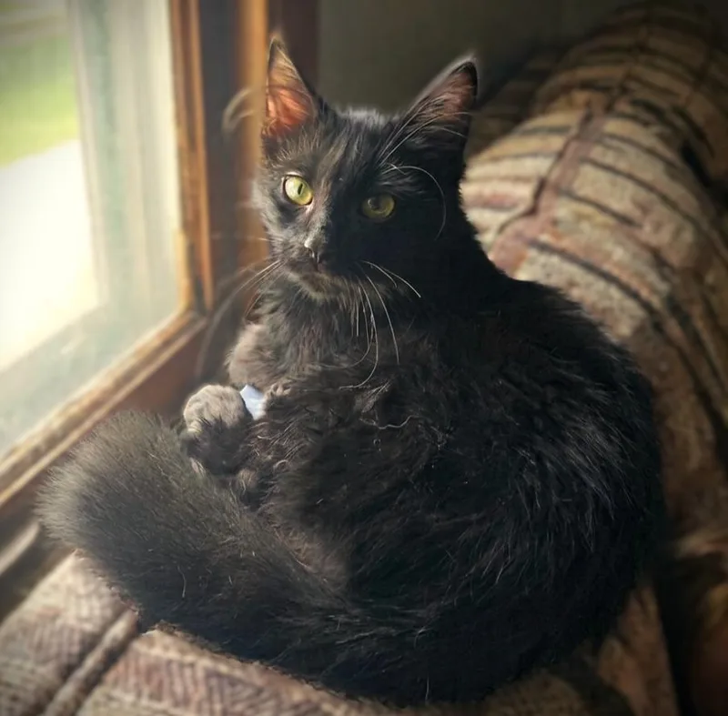 A baby small-sized male Domestic Long Hair cat named Goose for adoption in Mankato, MN