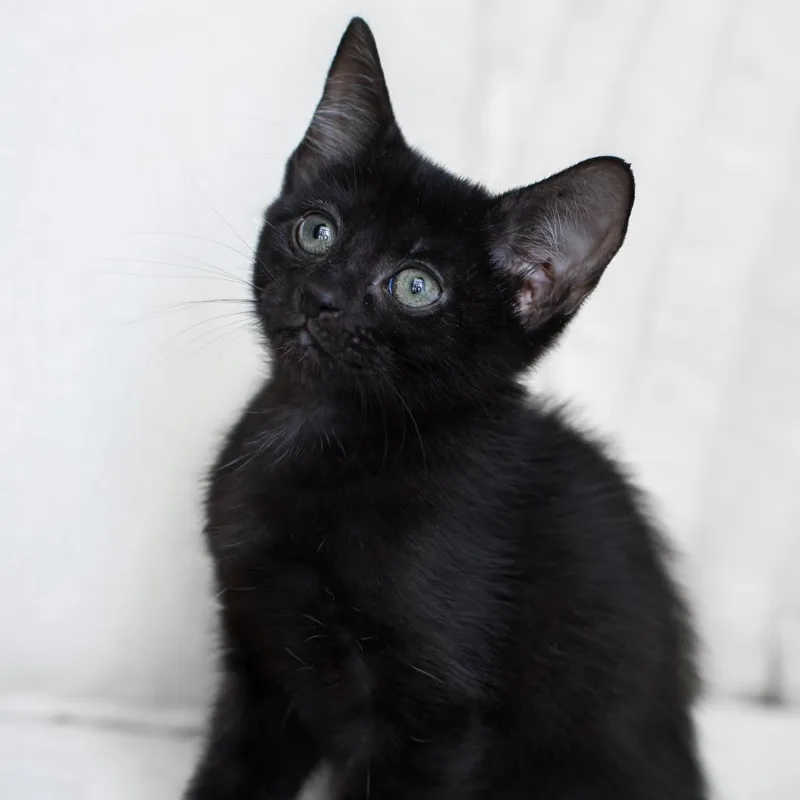 A baby small-sized female Black Domestic Short Hair cat named Teddy for adoption in Parkland, FL