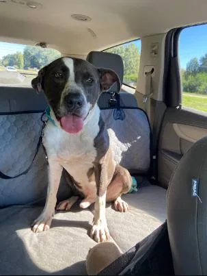 An adult medium-sized male Gray / Blue / Silver Pit Bull Terrier dog named Snoop for adoption in POLKTON, NC