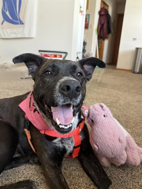 An adult large-sized female Labrador Retriever dog named Miffy for adoption in Indianapolis, IN
