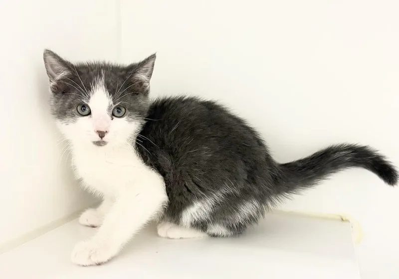 A baby small-sized male Gray & White Domestic Short Hair cat named Azriel for adoption in Rochester, IN