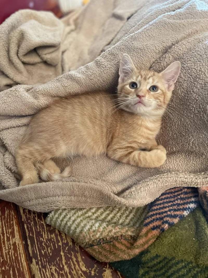 A baby medium-sized male Orange / Red Domestic Short Hair cat named Algeria for adoption in Trenton, NJ