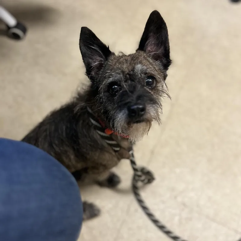 An adult small-sized male Brindle Terrier dog named Bubba for adoption in Birdsboro, PA