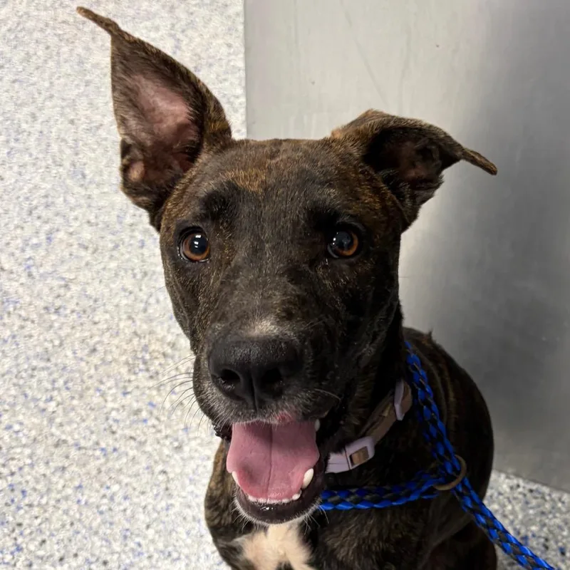 A young medium-sized female Brown / Chocolate Mixed Breed dog named Cherry Pop for adoption in Greenville, SC