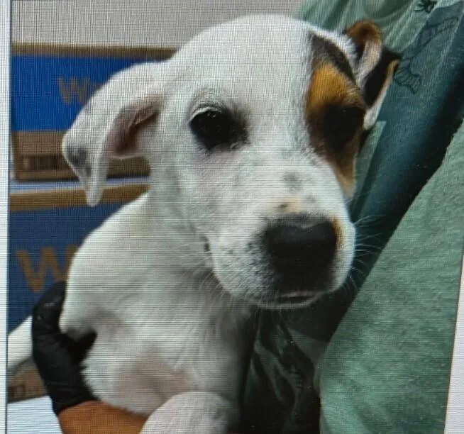 A baby medium-sized female Tricolor (Brown, Black, & White) Mixed Breed dog named Louise for adoption in Parker, CO