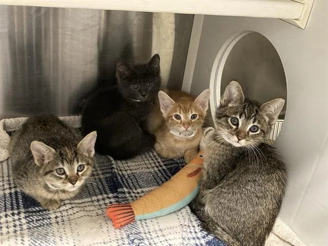 A baby small-sized male Domestic Short Hair cat named Goo Goo for adoption in Tustin, CA