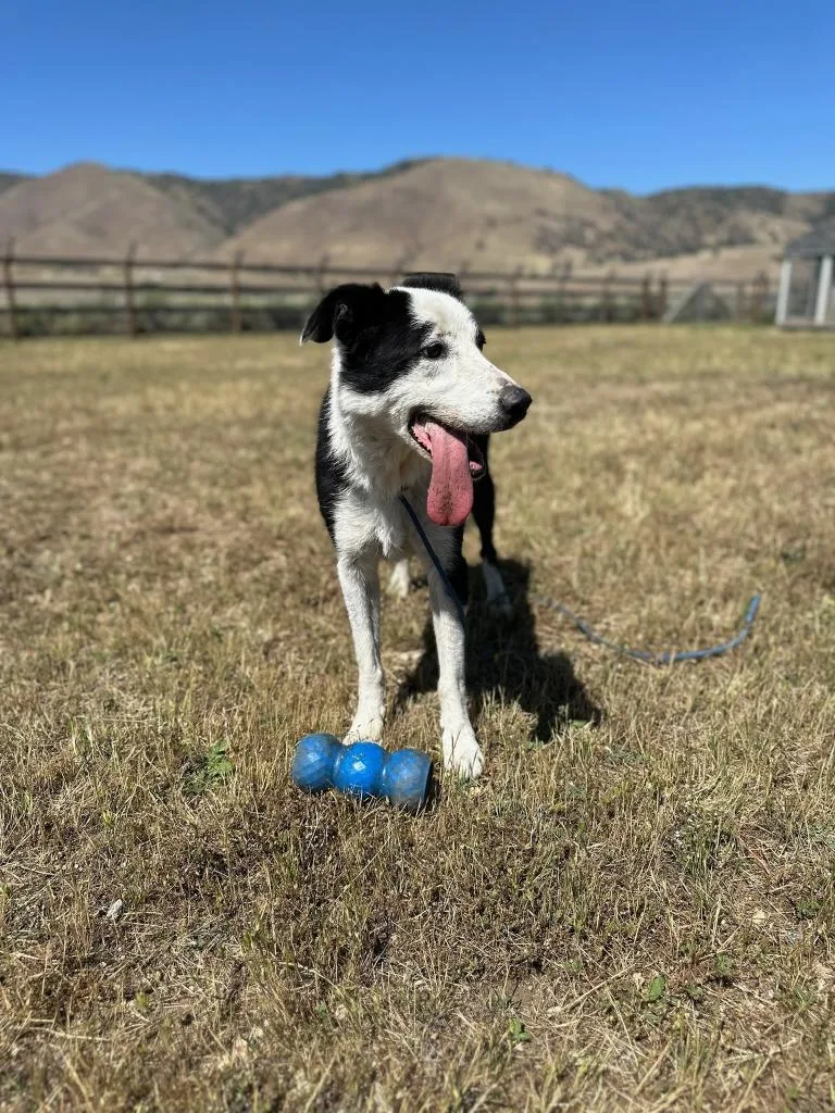 An adult large-sized male Border Collie dog named Tom for adoption in Tehachapi, CA