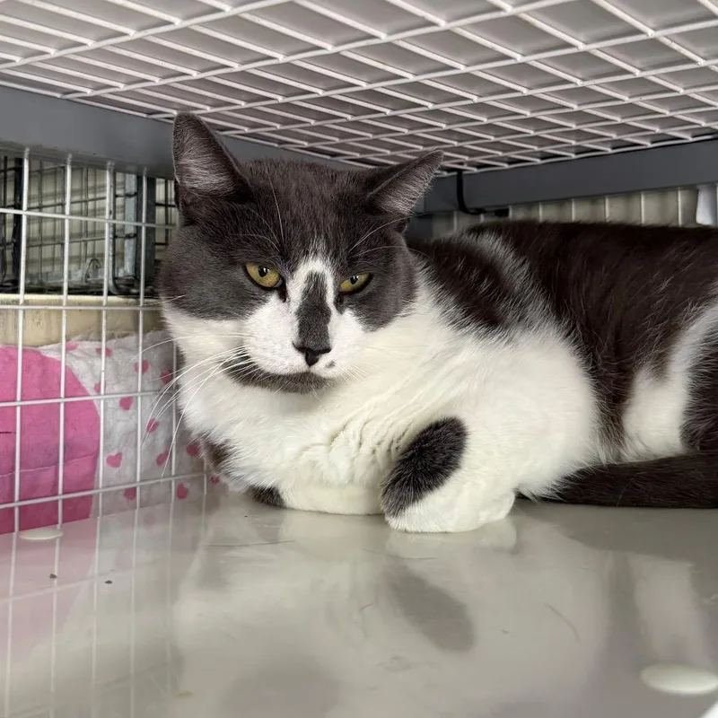 An adult large-sized male Gray / Blue / Silver Domestic Short Hair cat named Zoro for adoption in Middle Village, NY