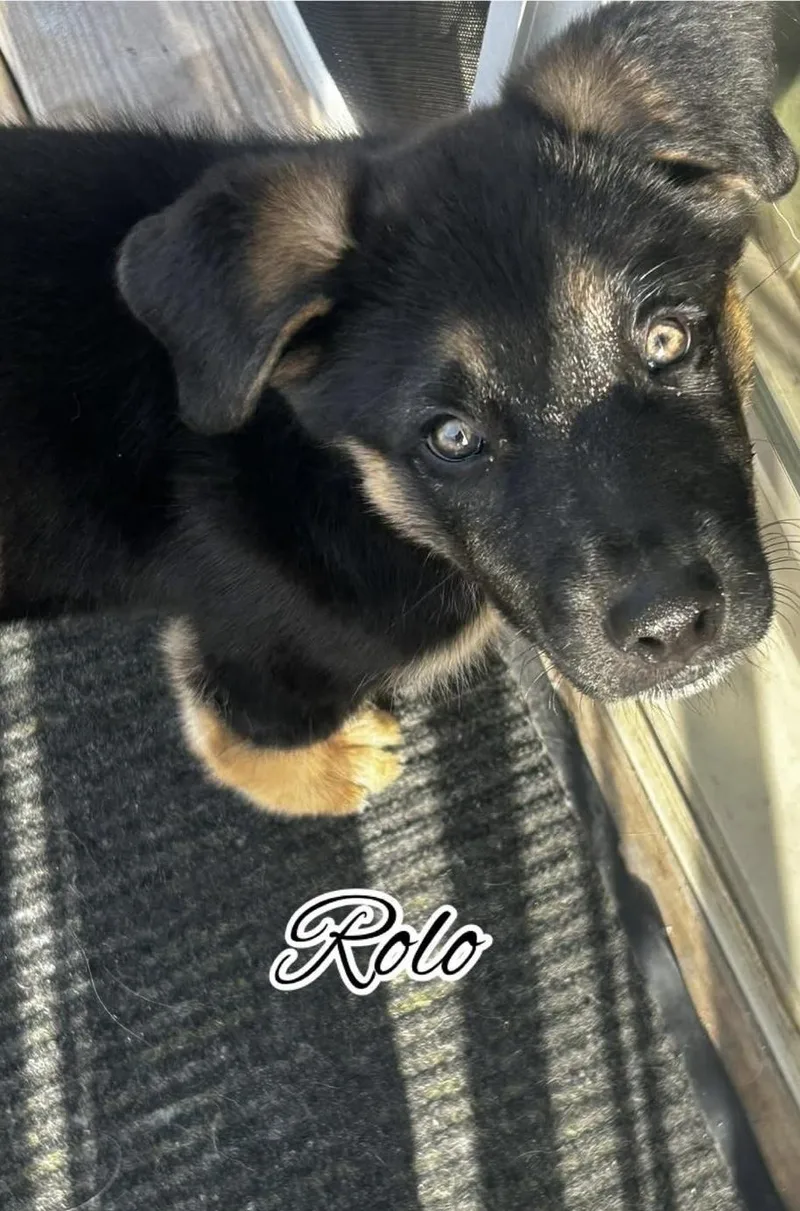 Rolo