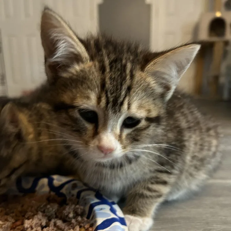 A baby small-sized female Brown / Chocolate Domestic Short Hair cat named Digby for adoption in Atlanta, GA