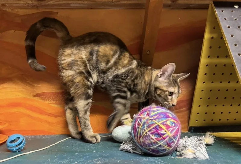 A baby medium-sized female Domestic Short Hair cat named Peach for adoption in Williamsburg, NM