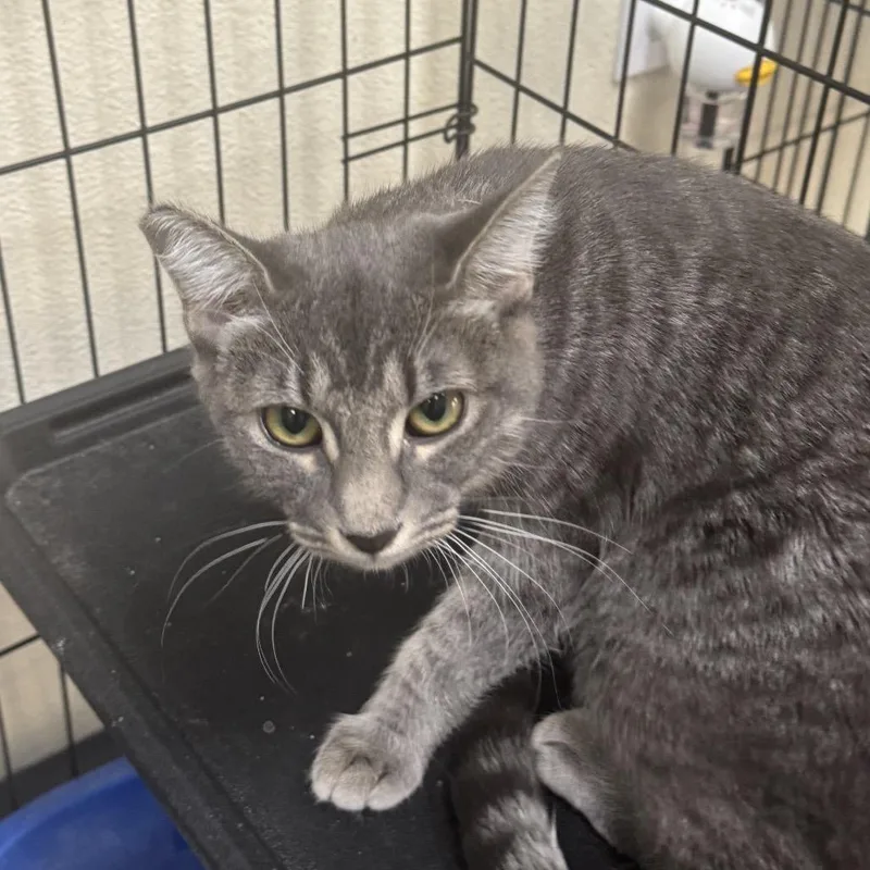 A young medium-sized female Gray / Blue / Silver Domestic Short Hair cat named Angel for adoption in Las Vegas, NV