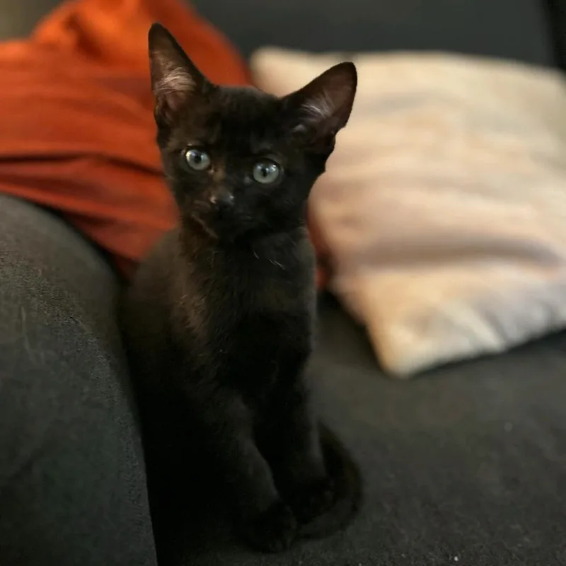 A baby medium-sized female Black Domestic Short Hair cat named Dallas for adoption in Murfreesboro, TN