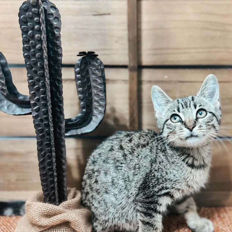 A baby small-sized male Brown / Chocolate Domestic Short Hair cat named Dune for adoption in Brownsboro, AL