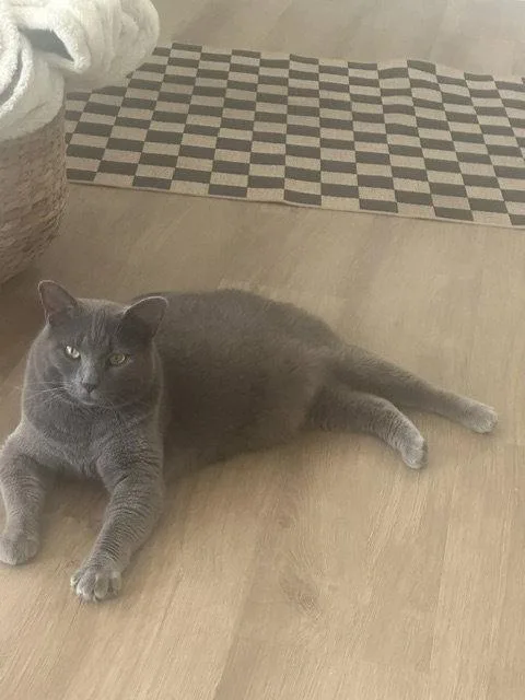 An adult medium-sized male Gray / Blue / Silver Domestic Short Hair cat named Kibbles for adoption in Northfield, OH
