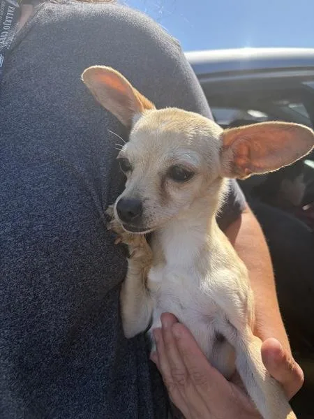 A young small-sized female Chihuahua dog named Nia for adoption in Vallejo, CA