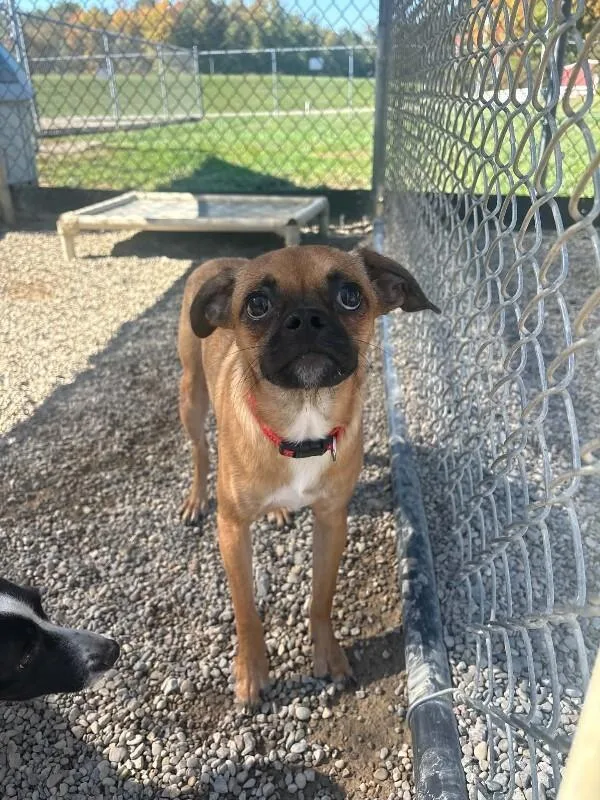 A young small-sized male Mixed Breed dog named Duke for adoption in Georgetown, OH