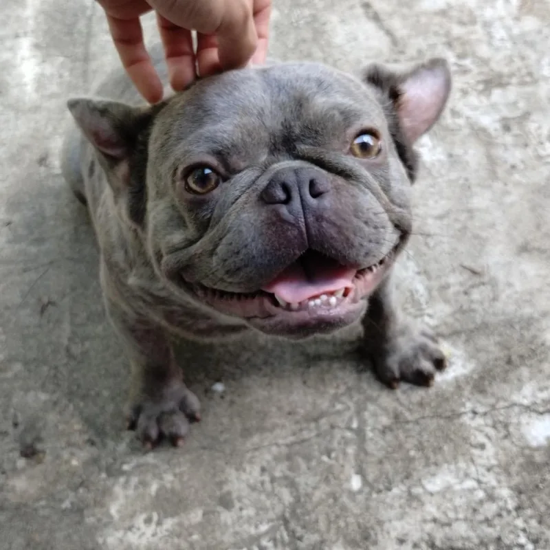 An adult small-sized male French Bulldog dog named Beefy for adoption in Montgomery, TX