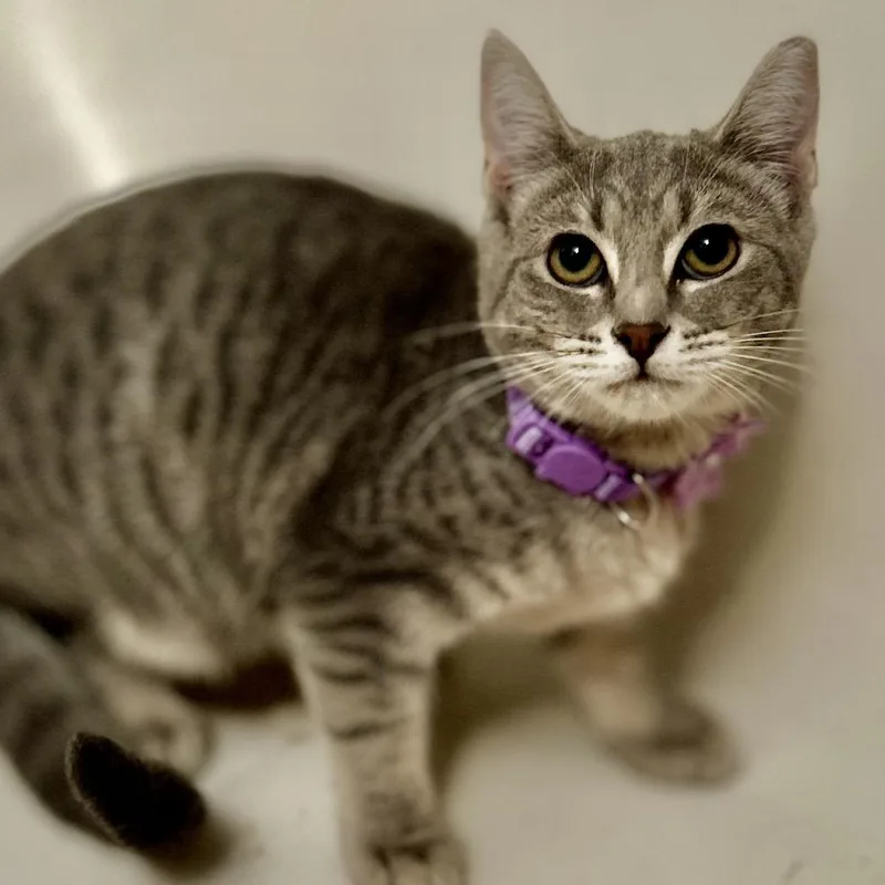 A baby small-sized female Gray / Blue / Silver Domestic Short Hair cat named Lainie for adoption in Philadelphia, PA