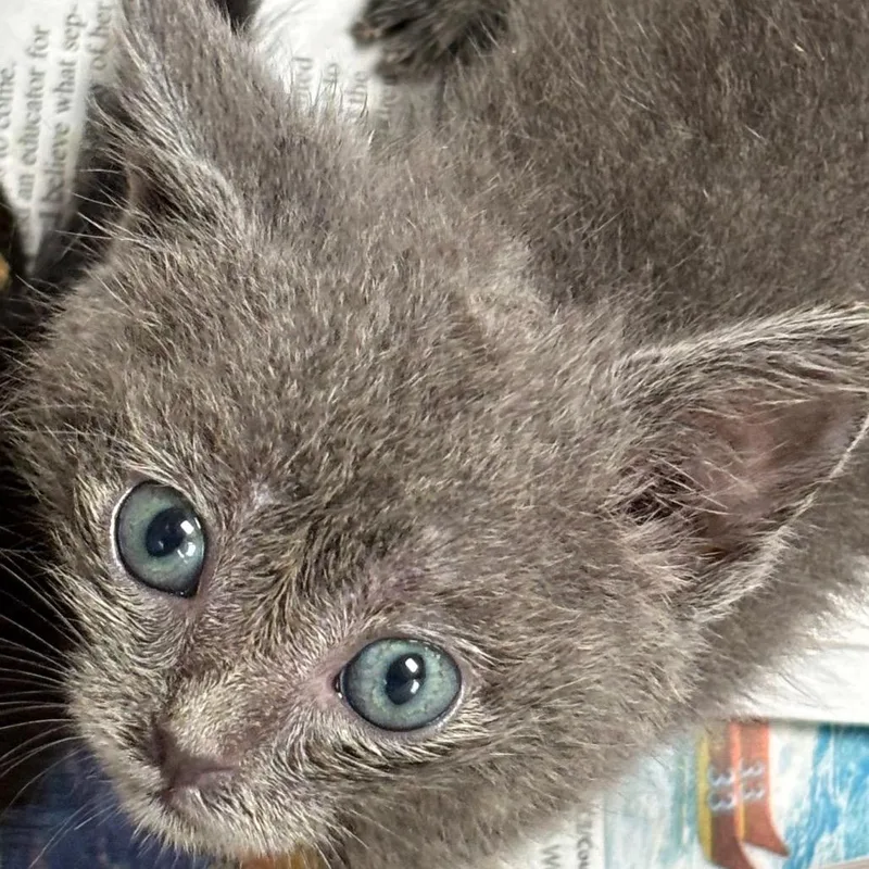 A baby small-sized female Gray / Blue / Silver Domestic Short Hair cat named Lucy for adoption in Volcano, HI