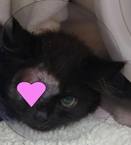 A baby small-sized male Domestic Medium Hair cat named Emmanuel for adoption in Eugene, OR