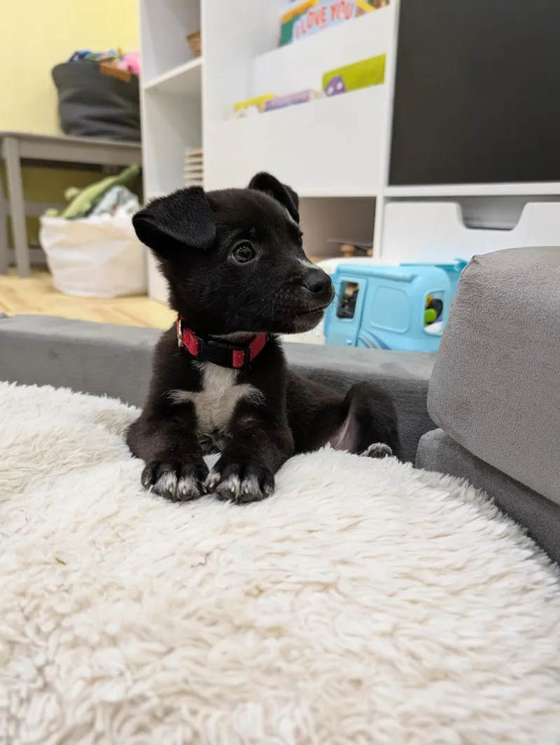 A baby small-sized female Bicolor Mixed Breed dog named Minnie for adoption in New York, NY