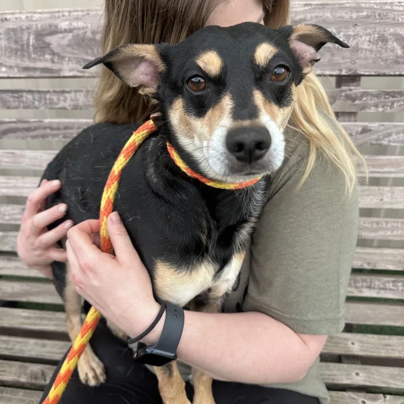 An adult small-sized male Black Miniature Pinscher dog named Buddy for adoption in Canton, IL