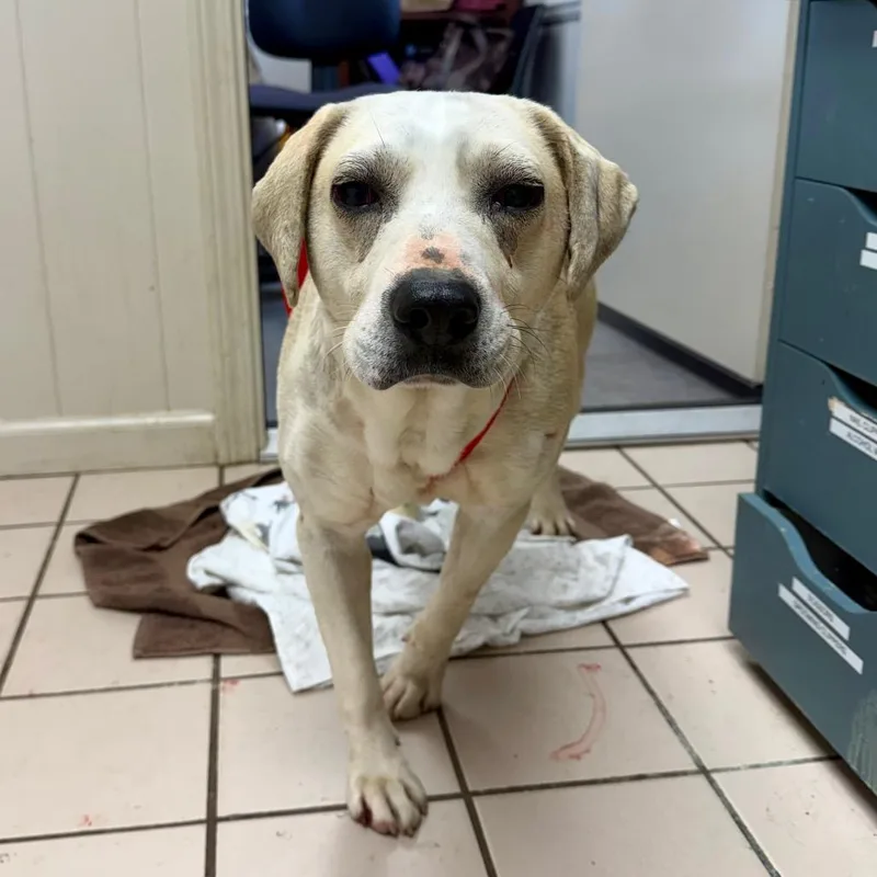 Tuscstray thumbnail 2